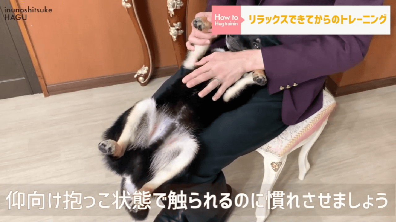 東京都文京区の犬のしつけ教室で触る事に慣れさせるトレーニング