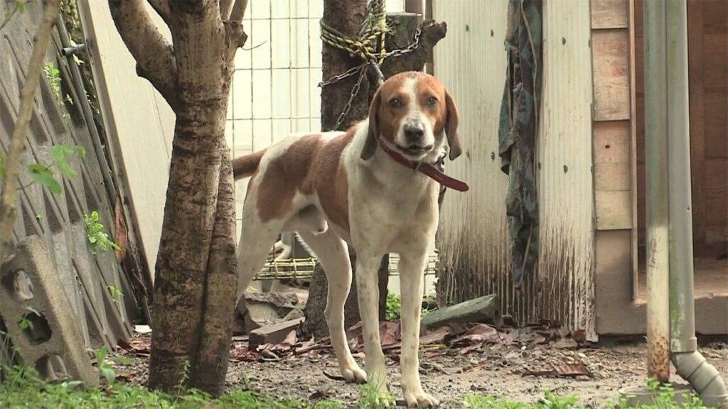 ビーグルにかまれた飼い主が意識不明の重体 ビーグルの噛み癖に注意 犬のしつけ ハグ