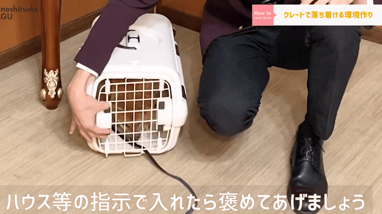 東京都文京区の犬のしつけ教室でクレートに入る犬