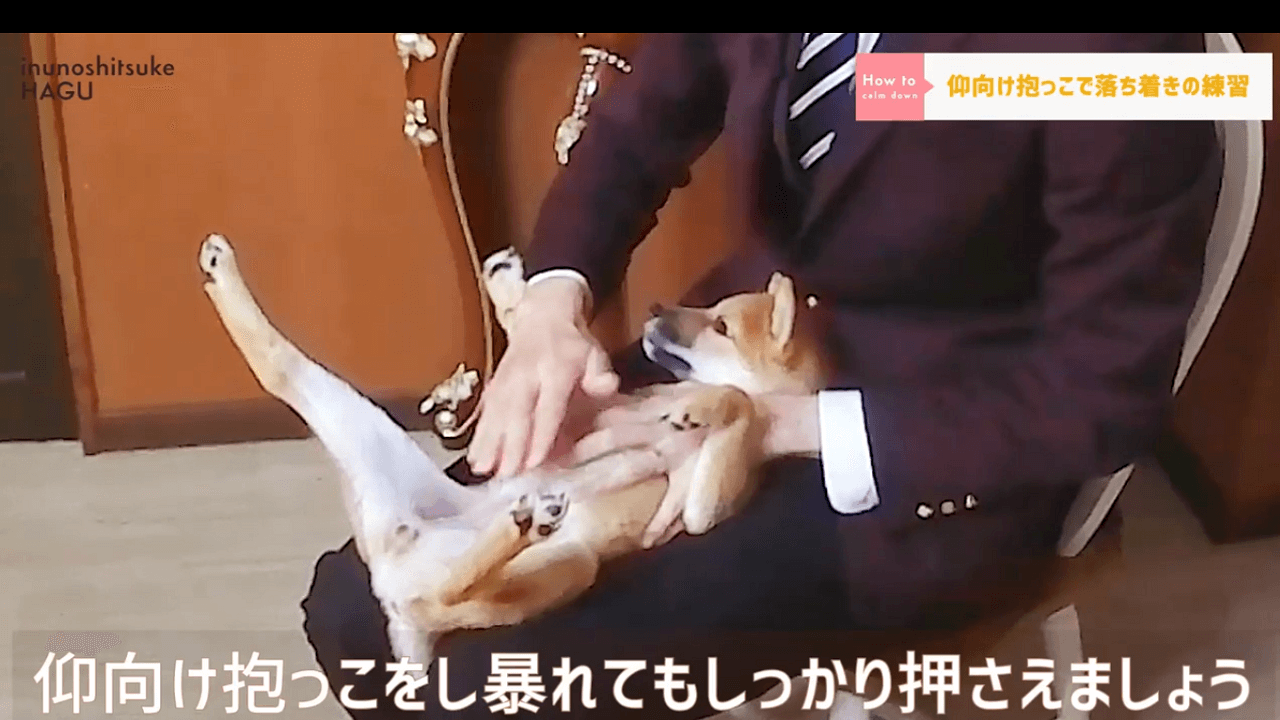 東京都文京区の犬のしつけ教室で仰向け抱っこの練習