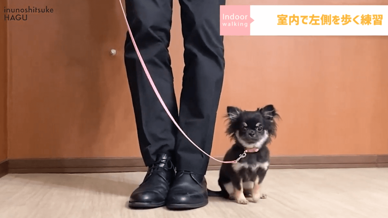 東京都文京区の犬のしつけ教室で犬の散歩の練習