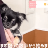 【ドッグトレーナー監修】お散歩は意外と難しい？！お散歩が上手になるための練習方法