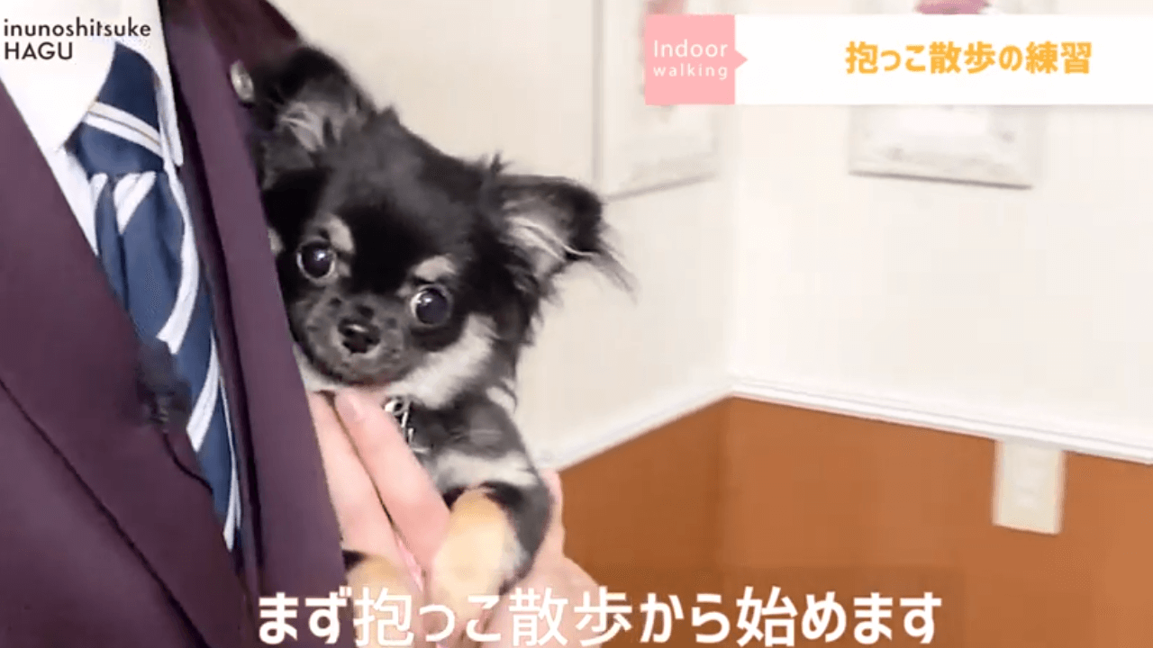 東京都文京区の犬のしつけ教室で犬が抱っこされている