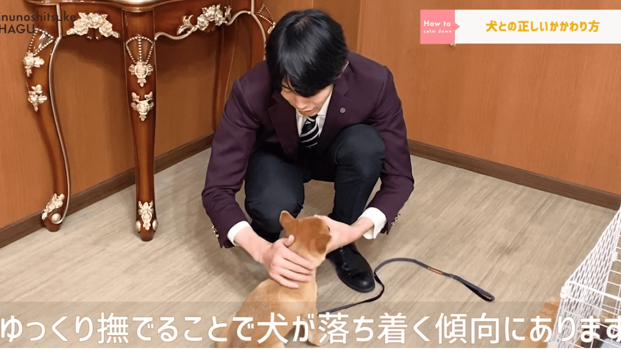 東京都文京区の犬のしつけ教室で犬を優しく撫でる