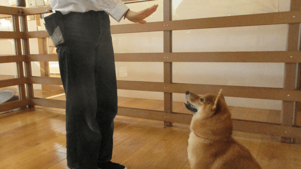 意外と簡単 おとなしくできない愛犬に 待て をさせる方法 じっくり攻略 ドッグトレーナー解説 犬のしつけ ハグ