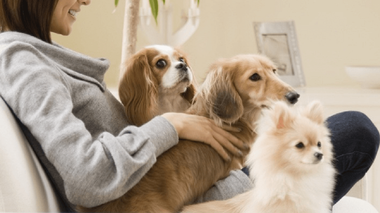 あれって駄目なの 室内飼いの犬についやっちゃうng行動 5選 ドッグトレーナー解説 犬のしつけ ハグ