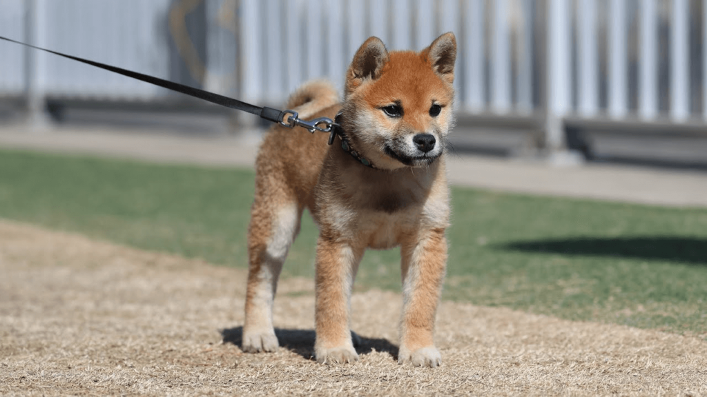 上級者向け 柴犬を飼うのは本当に難しいのか ドッグトレーナー解説 特徴と飼い方を解説