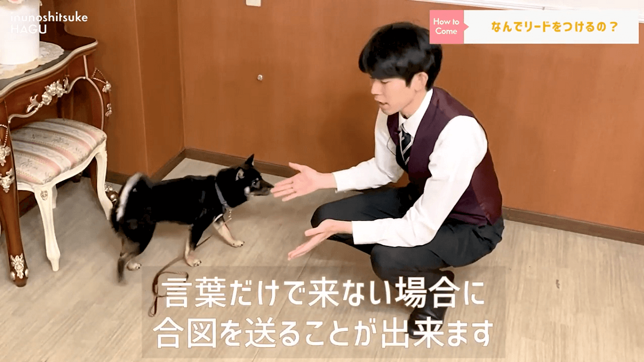 東京都文京区の犬のしつけ教室でリードをつけてトレーニングを行う犬