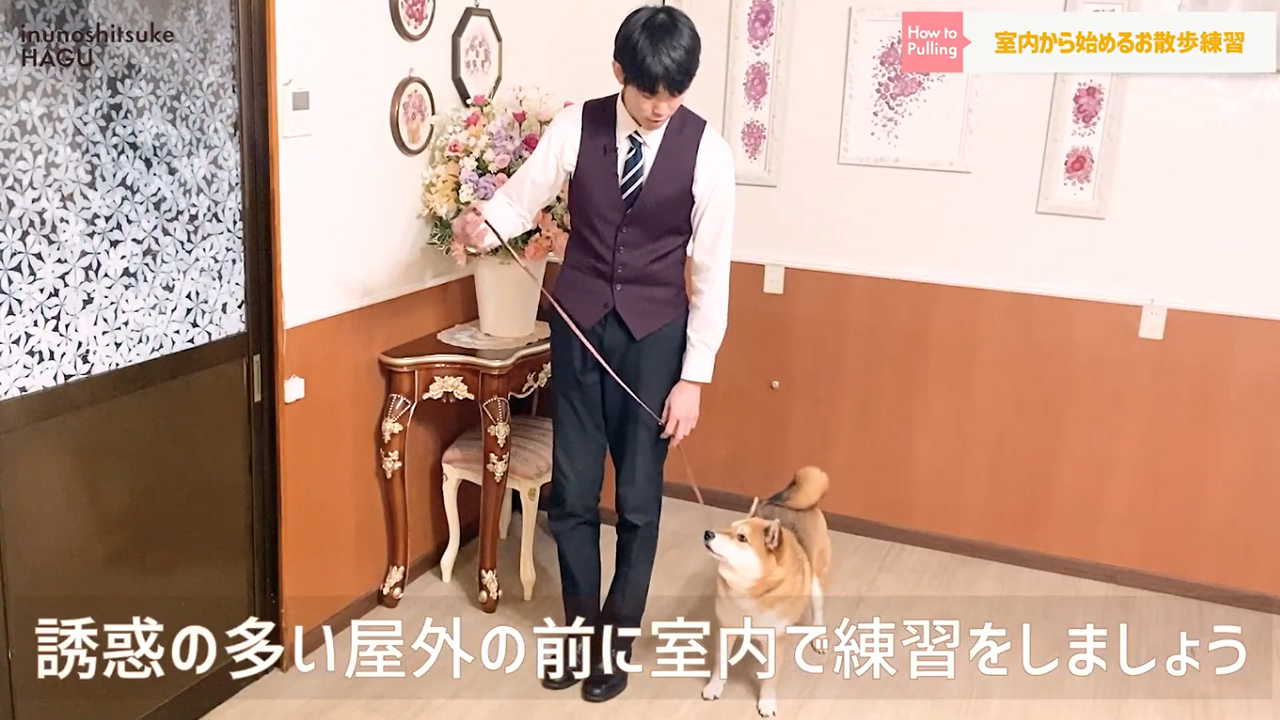 東京都文京区の犬のしつけ教室で室内散歩の練習をする犬とドッグトレーナー