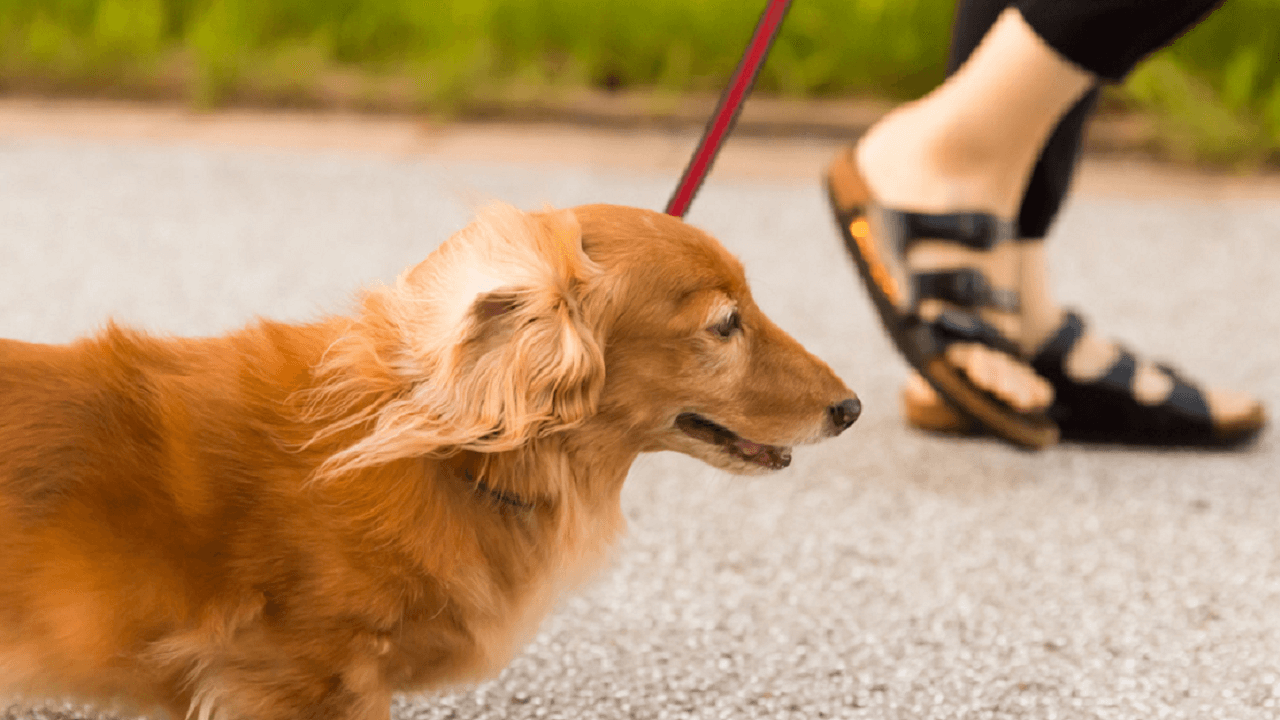 【なんで引っ張るの?!】散歩中の引っ張り癖のしつけ方【解説】 犬のしつけ ハグ 【なんで引っ張るの?!】散歩中の引っ張り癖のしつけ方【解説】 犬のしつけ ハグ