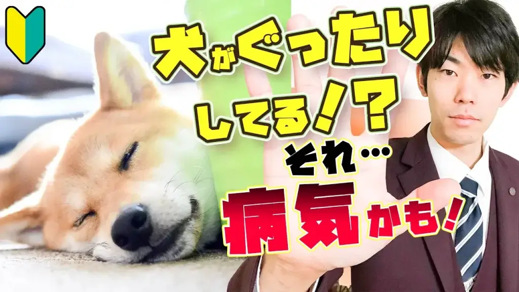 【ドッグトレーナー解説】犬が疲れている時の特有の行動と要因