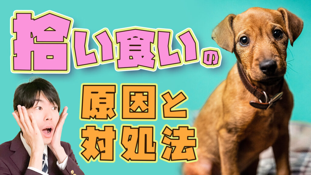 【タバコを食べた?!】愛犬が拾い食いしそうな時の止め方と原因【ドッグトレーナー解説】