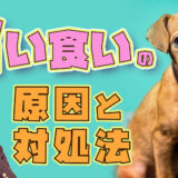 【タバコを食べた?!】愛犬が拾い食いしそうな時の止め方と原因【ドッグトレーナー解説】