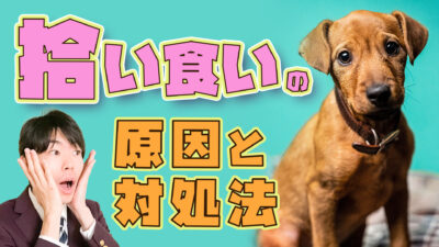【タバコを食べた？！】愛犬が拾い食いしそうな時の止め方と原因【ドッグトレーナー解説】
