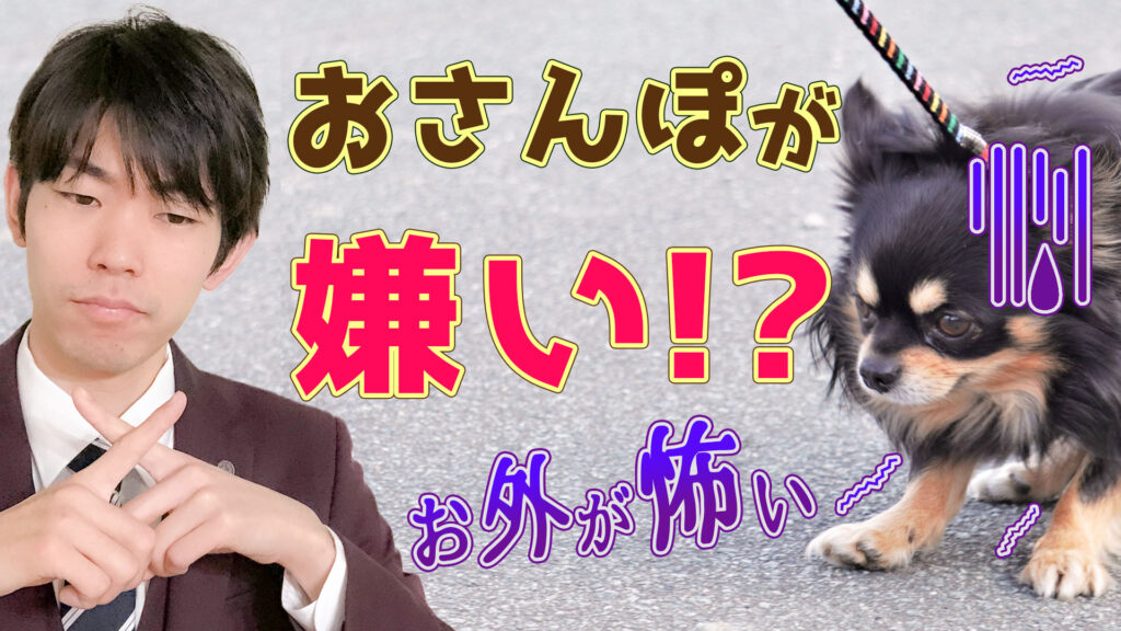 【意外と簡単!】散歩を嫌がる愛犬の為のトレーニングをレクチャー!【ドッグトレーナー解説】