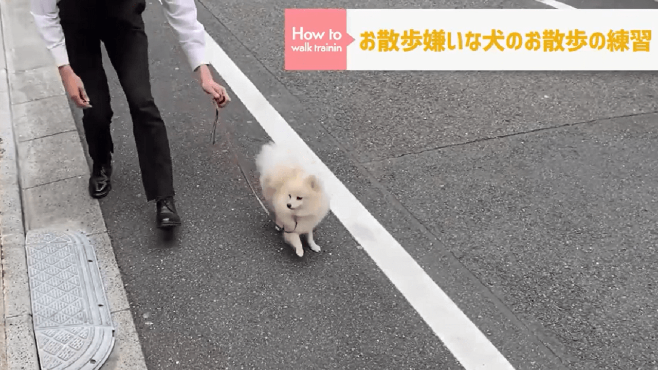 ドッグトレーナーを道路をお散歩する犬