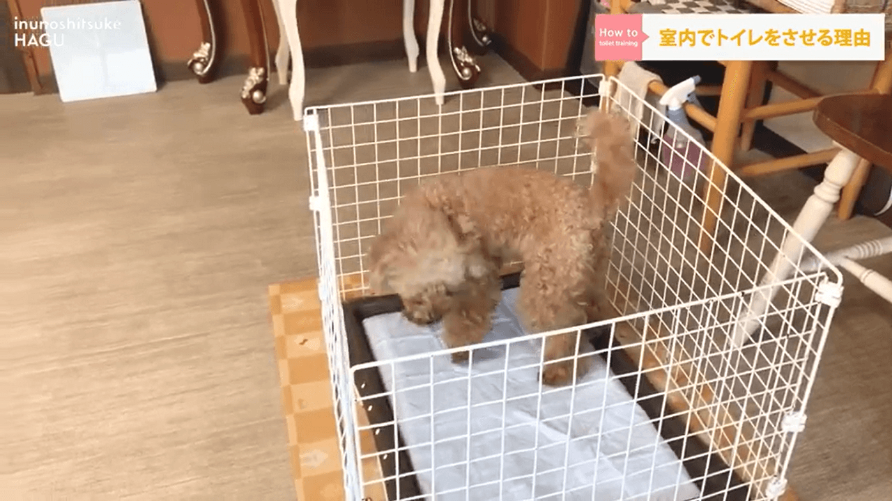 初心者向け 犬のトイレトレーニング 犬のしつけ教室ドッグトレーナー解説 犬のしつけ ハグ