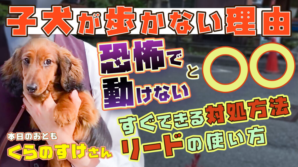 ミニチュアダックスフンド 5分でわかる 99 が知らない 子犬が歩かなくなる理由 それ簡単に解決するかも ドッグトレーナー解説 犬のしつけハグ
