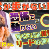 ミニチュアダックスフンド【5分でわかる】99%が知らない「子犬が歩かなくなる理由」それ簡単に解決するかも？！【ドッグトレーナー解説】