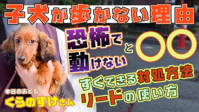 ミニチュアダックスフンド【5分でわかる】99%が知らない「子犬が歩かなくなる理由」それ簡単に解決するかも？！【ドッグトレーナー解説】