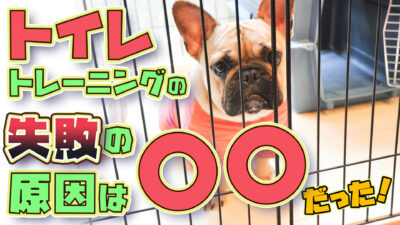 【初心者向け】犬のトイレトレーニング【ドッグトレーナー解説】