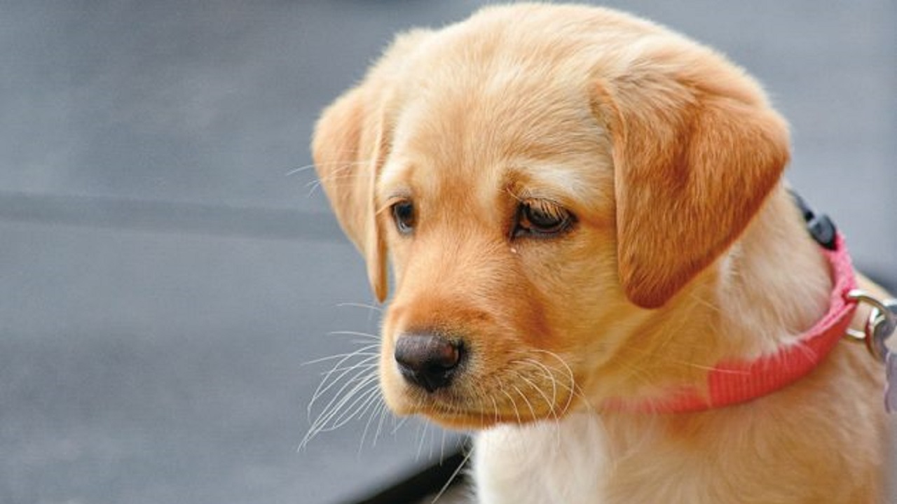 悲しそうな顔をしているラブラドールの子犬