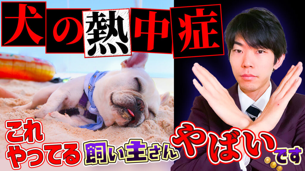 【犬の熱中症対策】愛犬を守れるのはあなただけ！ワンちゃんを熱中症にしない正しい方法教えます！【サマーカット】