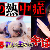 【犬の熱中症対策】愛犬を守れるのはあなただけ!ワンちゃんを熱中症にしない正しい方法教えます!【サマーカット】