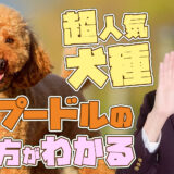【トイプードル】14分でわかる！「超人気犬トイプードル」の特徴と過ごし方