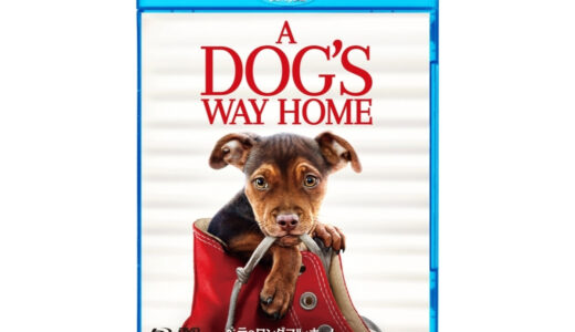 セント バーナード犬 ベートーベン2 恋の予感が 犬映画あらすじ紹介 犬のしつけ ハグ セント バーナード犬 ベートーベン2 恋の予感が 犬映画あらすじ紹介 犬のしつけ ハグ