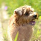 私が犬を飼う理由【ノーフォークテリア】Webデザイナー雪丸崇一さん愛犬バズと暮らす鎌倉生活