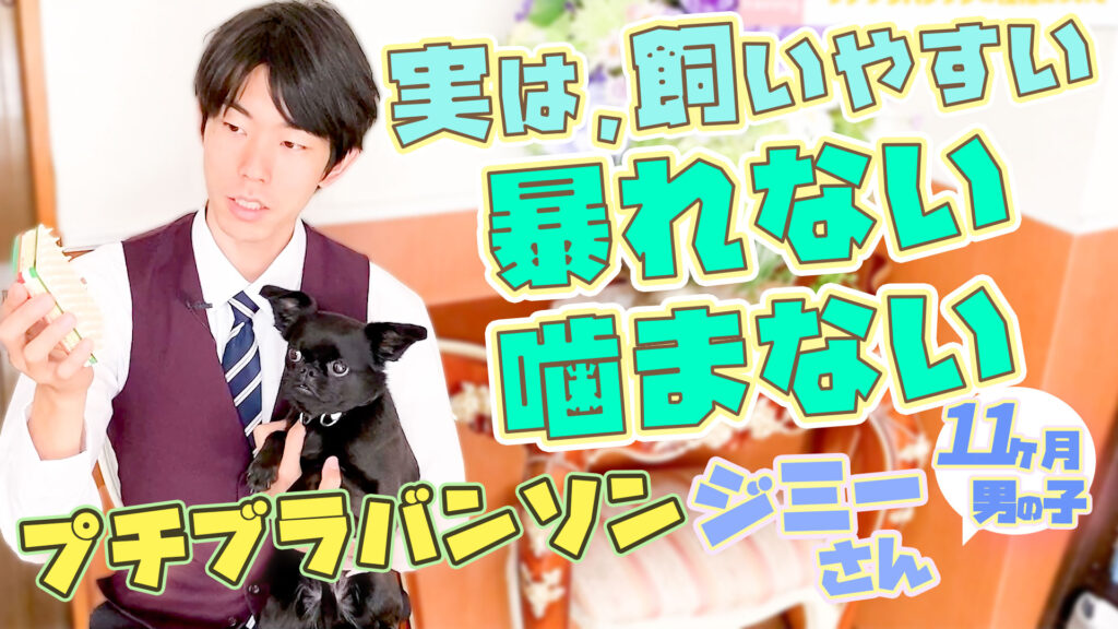 【ドッグトレーナー解説】プチブラバンソンの飼い方|問題行動もほとんどない飼いやすい犬種です！