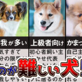【ドックトレーナー解説】飼いづらい犬種5選！飼うことが難しい？