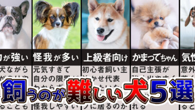 【ドックトレーナー解説】飼いづらい犬種5選！飼うことが難しい？