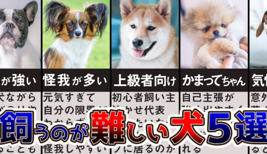 【ドックトレーナー解説】飼いづらい犬種5選！飼うことが難しい？