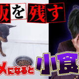【ドッグトレーナー監修】ドッグフードを食べてくれない子の対処方法