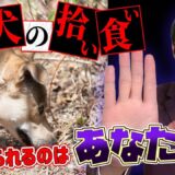 犬の拾い食いの対処方法は？【室内編】【屋外編】