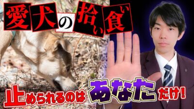 犬の拾い食いの対処方法は？【室内編】【屋外編】