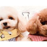 【トイプードル】無駄吠えトレーニング「50日預かり」【お客様の声】