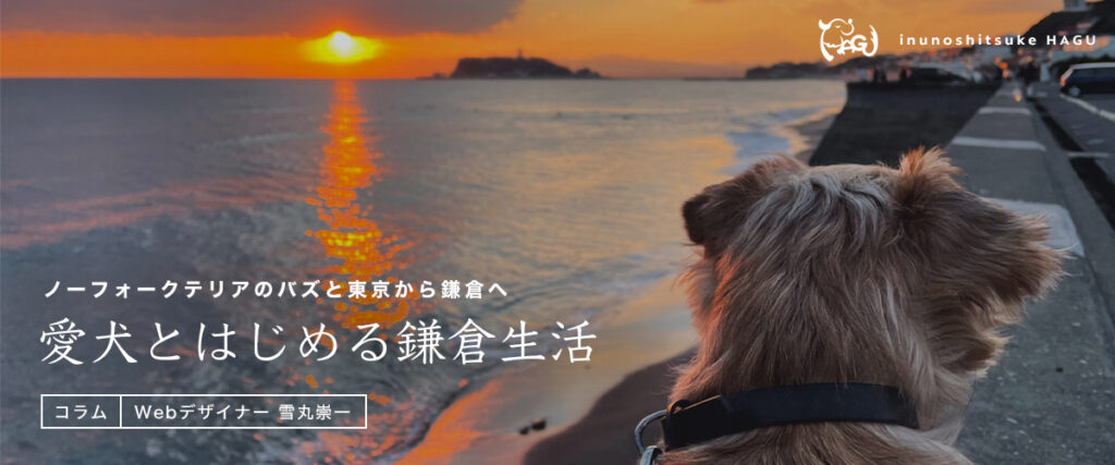 【ノーフォークテリア】WEBデザイナーゆきまるさんと愛犬の鎌倉生活【コラム】