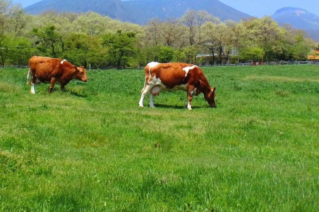 南ヶ丘牧場　放牧されている牛の画像