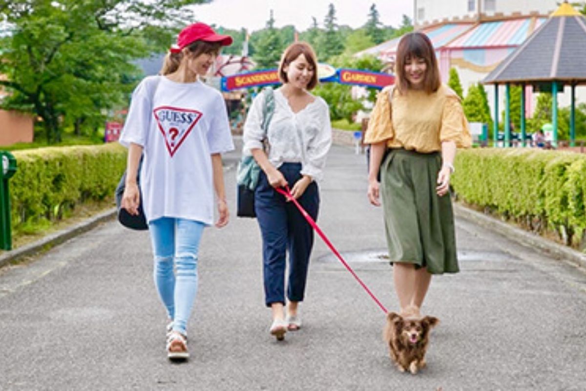 那須 犬 安い リード