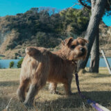 【ノーフォークテリア】WEBデザイナーゆきまるさんと愛犬の鎌倉生活【コラム】