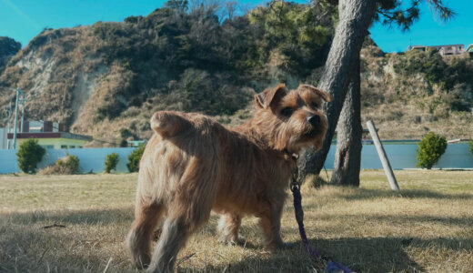 春の足音はすぐそこに【ノーフォークテリア】WEBデザイナーゆきまるさんと愛犬の鎌倉生活