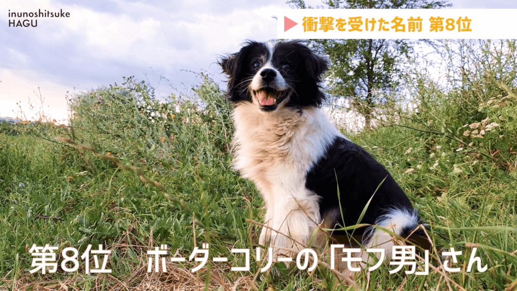 犬のキラキラネーム モフ男