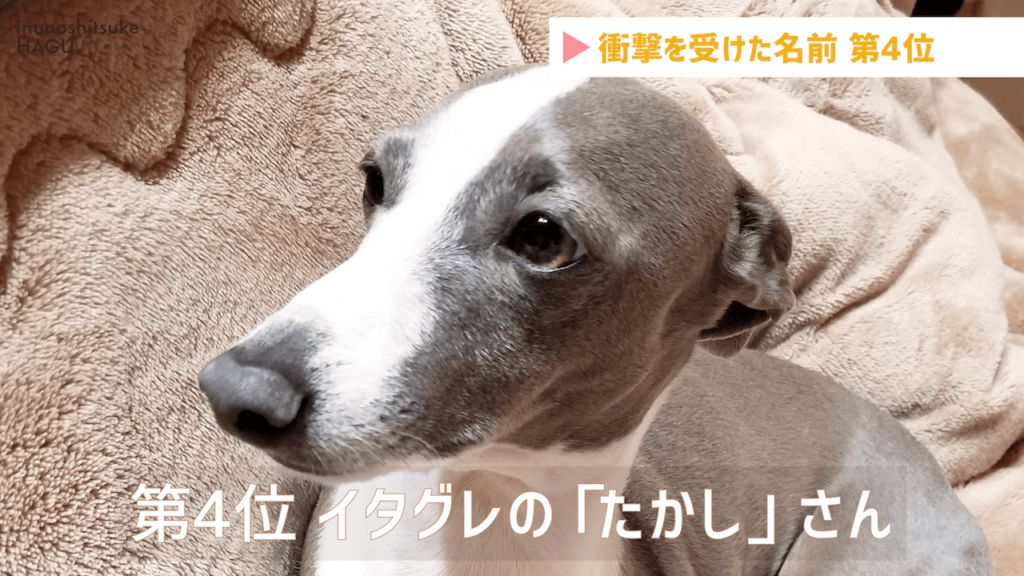 犬のキラキラネーム タカシ