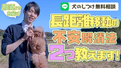 【犬のしつけ専門家が監修】旅行などの移動時の愛犬の不安解消法！