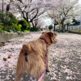 鎌倉にも春が来た【ノーフォークテリア】Webデザイナー雪丸崇一さん愛犬バズと暮らす鎌倉生活