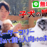 【ドッグトレーナー監修】すぐ噛む！初めて犬を飼う人向け簡単対処法 |ボーダーコリー