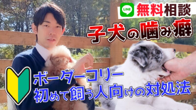 【ドッグトレーナー監修】すぐ噛む！初めて犬を飼う人向け簡単対処法 |ボーダーコリー